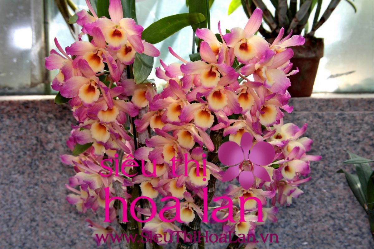 Hoa địa lan giá bao nhiêu?