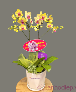 Chậu hoa lan hồ điệp màu vàng 2 cành 115