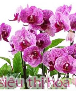 Chậu hồ điệp đa sắc 6 cành