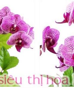 Chậu hồ điệp đa sắc 6 cành