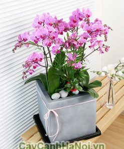 Chậu hồ điệp hồng 4 cành