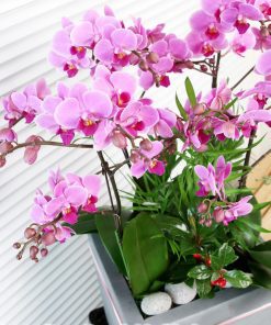 Chậu hồ điệp hồng 4 cành