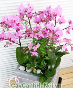 Chậu hồ điệp hồng 4 cành