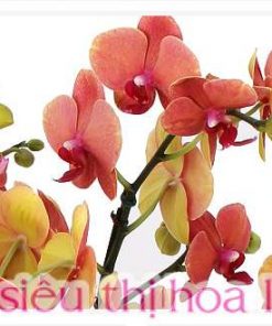 Chậu Lan Hồ Điệp Đa Sắc Màu 12 Cành Chậu Sứ LHD-ĐS-12-CS-05 Chậu hồ điệp mang sắc xuân