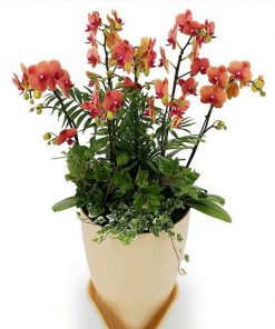 Chậu Lan Hồ Điệp Đa Sắc Màu 12 Cành Chậu Sứ LHD-ĐS-12-CS-05 Chậu hồ điệp mang sắc xuân