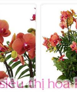 Chậu Lan Hồ Điệp Đa Sắc Màu 12 Cành Chậu Sứ LHD-ĐS-12-CS-05 Chậu hồ điệp mang sắc xuân