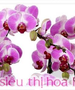 Chậu hồ điệp phát lộc