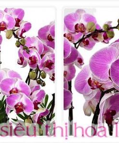 Chau ho diep phat loc 3