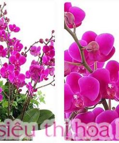 Chậu hoa lan hồ điệp đa sắc màu 15 cành Chau ho diep van phong 15 canh 3