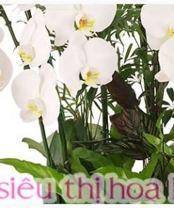 Chậu hoa hồ điệp trắng 10 cành