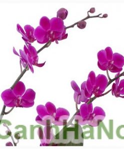Chậu hoa lan hồ điệp tím 2 cành Chau-hoa-lan-ho-diep-2-canh