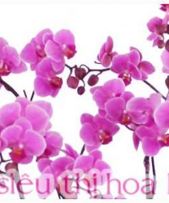 Lan Hồ điệp màu hồng 5 cành LHD-MH-5-CS-03 Chậu hoa lan hồ điệp hồng 5 cành