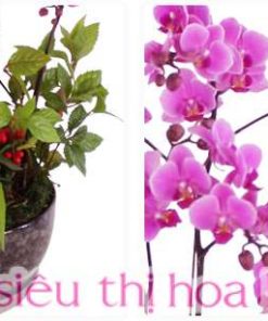 Lan Hồ điệp màu hồng 5 cành LHD-MH-5-CS-03 Chau hoa lan ho diep hong 5 canh 3