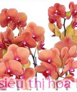 Chậu hoa lan hồ điệp màu cam 3 cành Chậu hoa lan hồ điệp màu cam