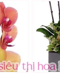 Chậu hoa lan hồ điệp màu cam 3 cành Chậu hoa lan hồ điệp màu cam