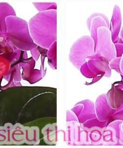 Chậu hoa lan hồ điệp tím để bàn