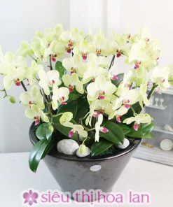 Chậu hoa lan hồ điệp trắng
