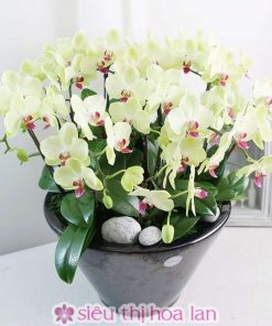 Chậu hoa lan hồ điệp trắng