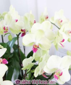 Chậu hoa lan hồ điệp trắng