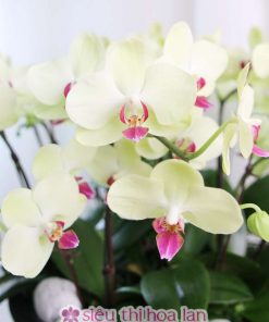 Chau hoa lan ho diep trang 5