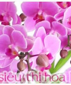 Chậu hồ điệp hồng phong cách châu âu