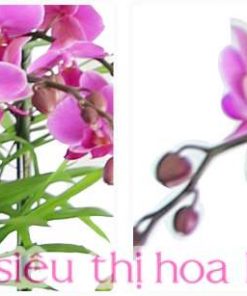 Chậu hồ điệp hồng phong cách châu âu