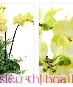 Chậu lan hồ điệp mừng khai trương