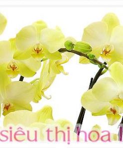 Chau lan ho diep mung khai truong 3