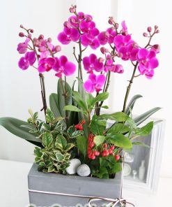 Chậu hoa lan hồ điệp đa sắc màu 7 cành LHD-ĐS-7-CS-01 Hồ Điệp mừng sinh nhật