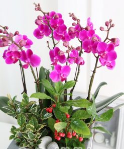 Chậu hoa lan hồ điệp đa sắc màu 7 cành LHD-ĐS-7-CS-01 Hồ Điệp mừng sinh nhật