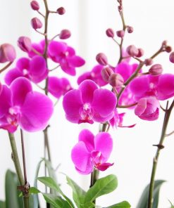 Chậu hoa lan hồ điệp đa sắc màu 7 cành LHD-ĐS-7-CS-01 Hồ Điệp mừng sinh nhật