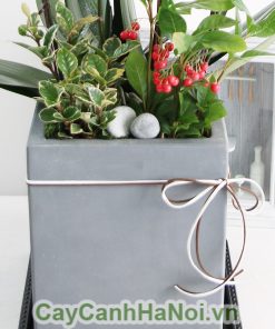 Chậu hoa lan hồ điệp đa sắc màu 7 cành LHD-ĐS-7-CS-01 Hồ Điệp mừng sinh nhật