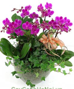 Chậu hoa lan hồ điệp tím 6 cành