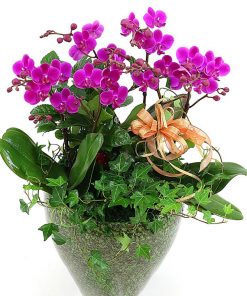 Chau-lan-ho-diep-tim-6-canh