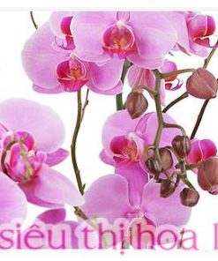 Hoa lan hồ điệp cho sự kiện