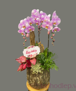 Lan Hồ Điệp hồng 3 cành
