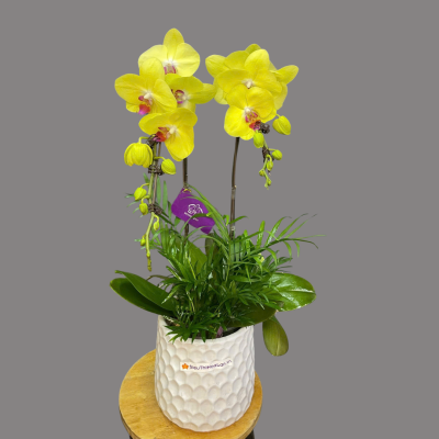 Chậu lan hồ điệp vàng 2 cành chau lan ho diep hai canh