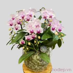 Chậu hồ điệp hồng 4 cành