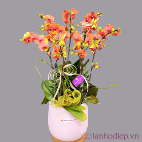 Chậu hoa lan hồ điệp màu cam