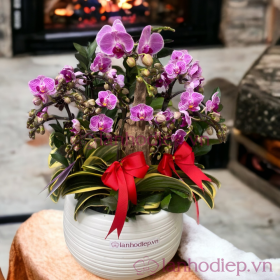 Chậu hồ điệp hồng phong cách châu âu