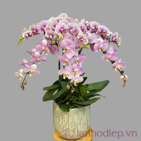 Chậu Hoa Lan Hồ Điệp đa sắc Chậu Hoa Lan Hồ Điệp đa sắc