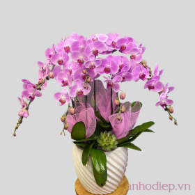 Chậu hoa lan hồ điệp tím để bàn
