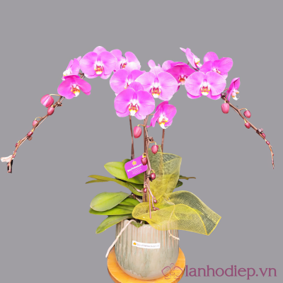 Lan Hồ Điệp hồng 3 cành lan ho diep hong 3canh