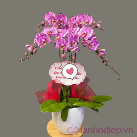 Chậu hoa lan hồ điệp hồng 5 cành