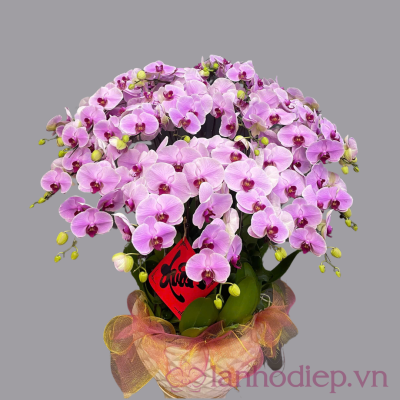 Chậu hồ điệp văn phòng 15 cành lan ho diep tet 3