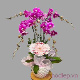 Chậu Lan Hồ Điệp mừng sinh nhật