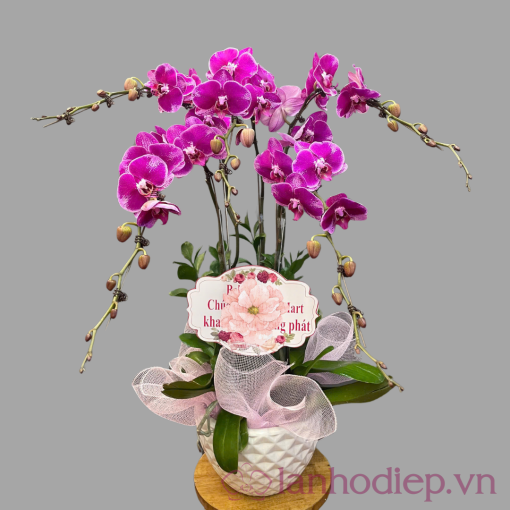 lan ho diep tim 6c