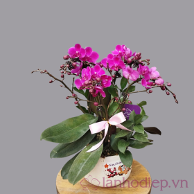 Chậu hoa lan hồ điệp tím 6 cành