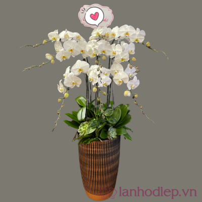 Chậu hoa hồ điệp trắng 10 cành lan ho diep trang 10canh