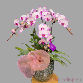 Chậu hoa lan mừng sinh nhật Chậu hoa lan mừng sinh nhật